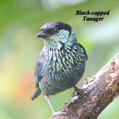 Black-capped Tanager